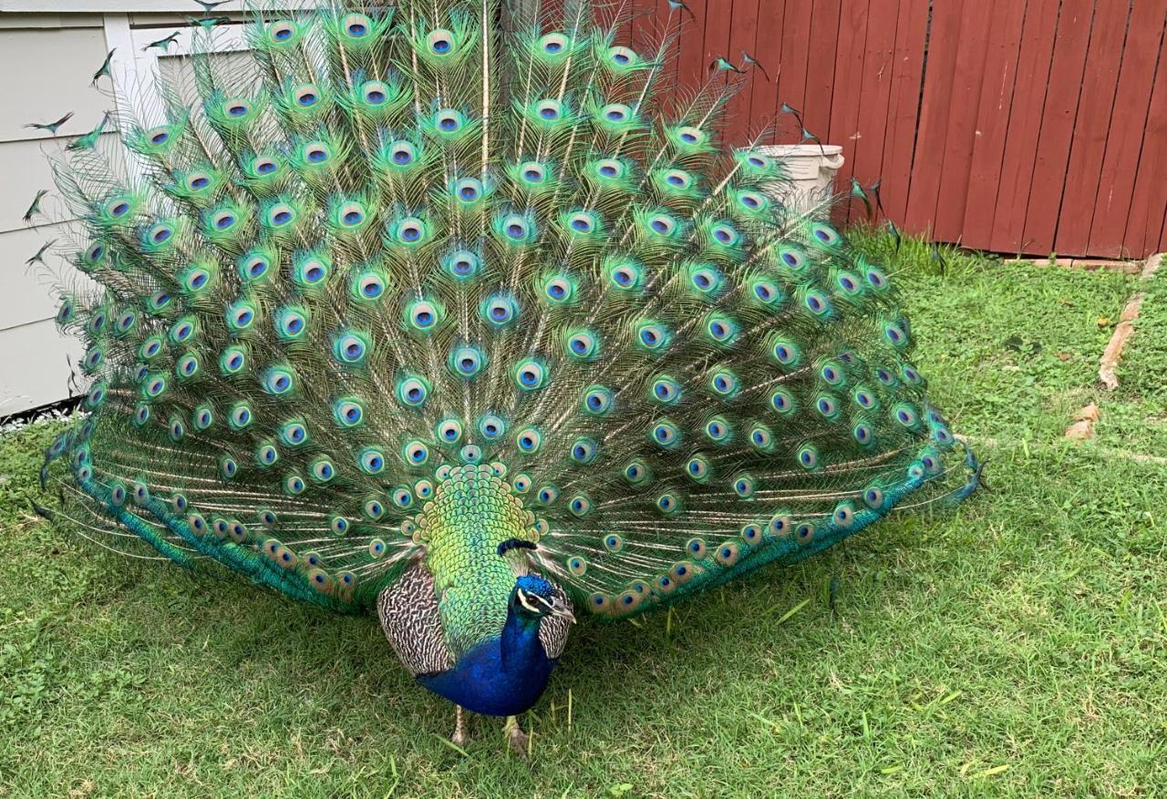 샌안토니오 The Peacock House 빌라 외부 사진